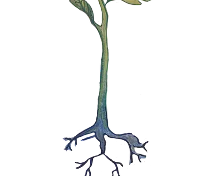 Roots